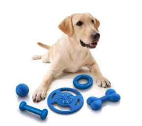 Picture for category Dog Toys Under $15